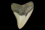 Fossil Megalodon Tooth - North Carolina #147001-1